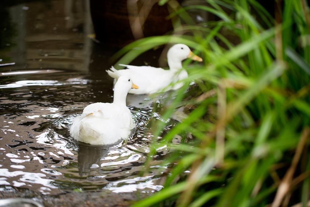 Отель Old Swan Уитни Экстерьер фото